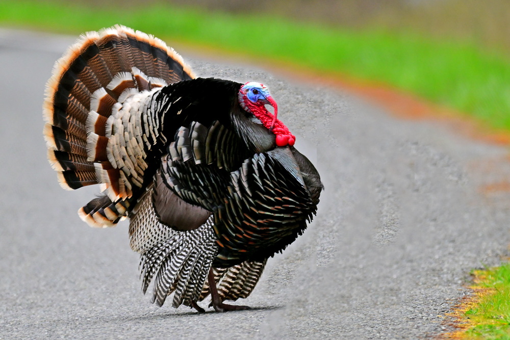 Wild Turkey Wild Turkey